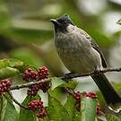 Bulbul à poitrine brune