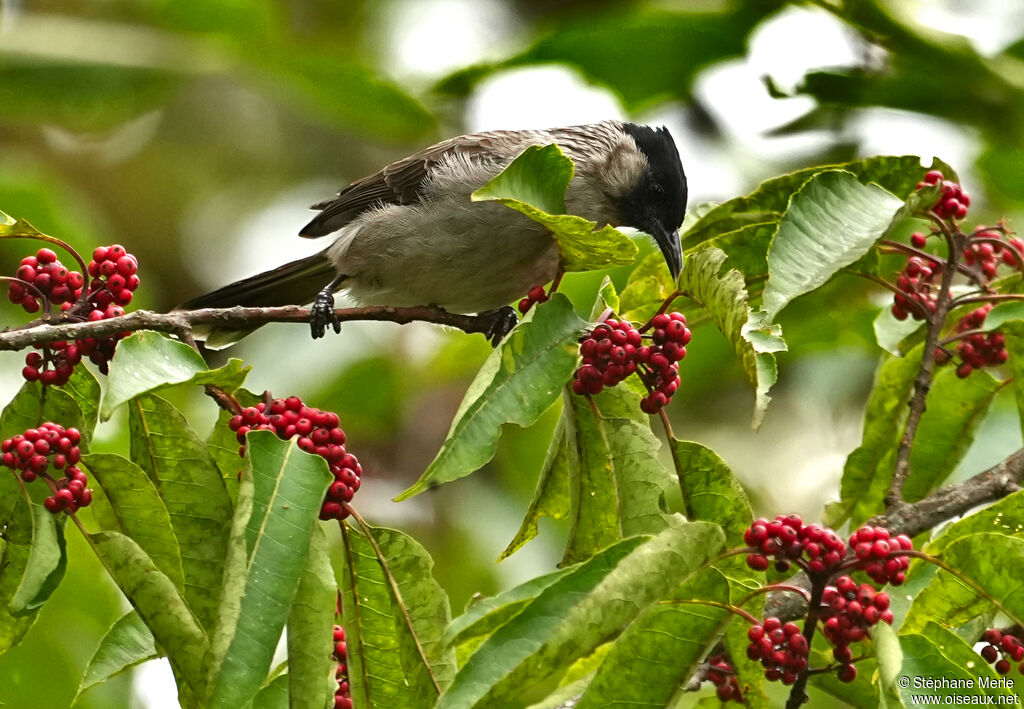 Brown-breasted Bulbul