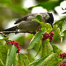 Bulbul à poitrine brune