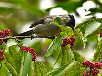 Bulbul à poitrine brune