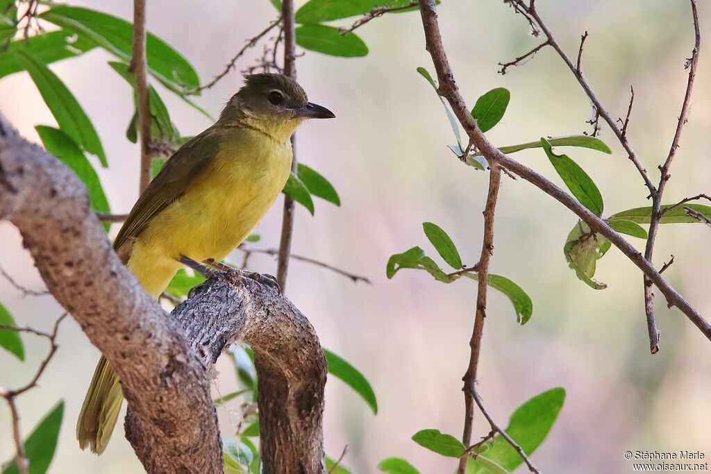 Bulbul à poitrine jauneadulte