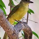 Bulbul à poitrine jaune
