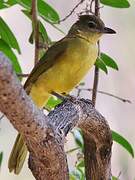 Bulbul à poitrine jaune