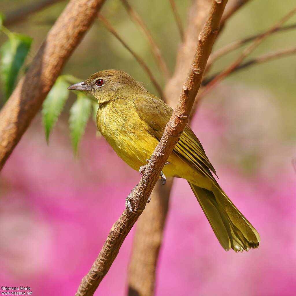 Bulbul à poitrine jauneadulte, identification