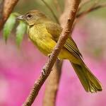 Bulbul à poitrine jaune