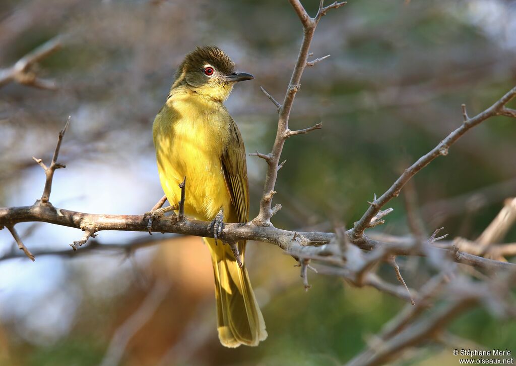 Bulbul à poitrine jaune