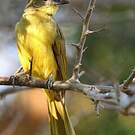 Bulbul à poitrine jaune