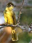 Bulbul à poitrine jaune