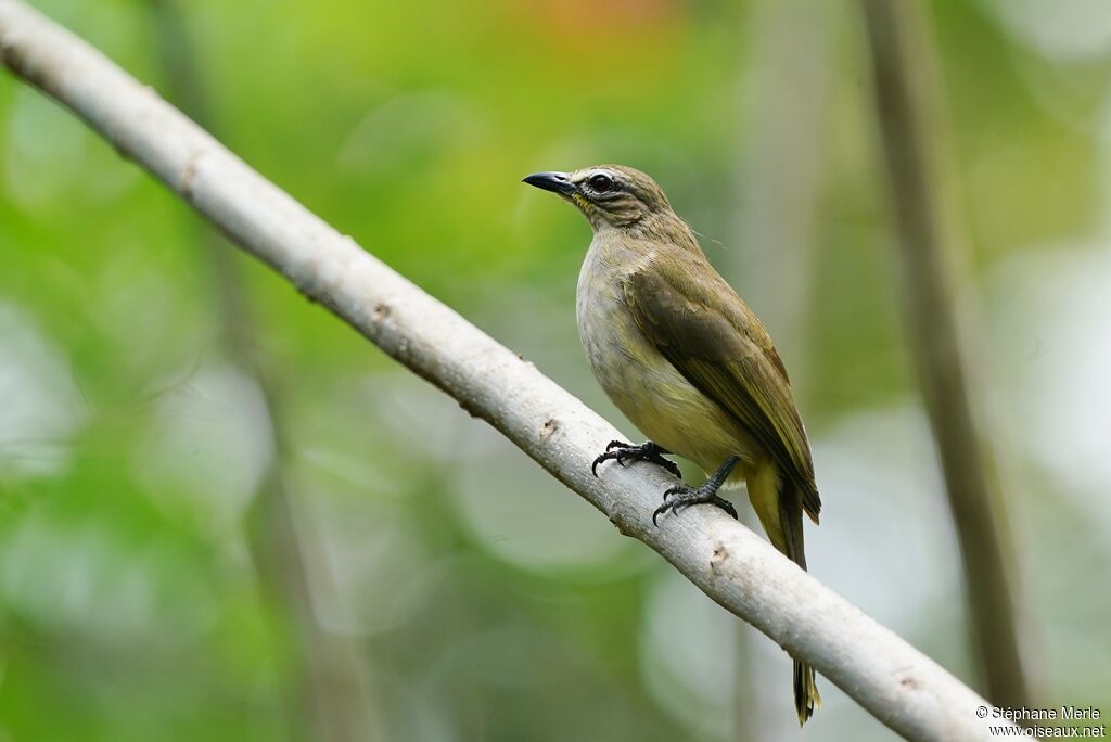 White-browed Bulbuladult