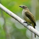 Bulbul à sourcils blancs