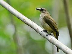 Bulbul à sourcils blancs