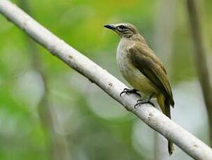 Bulbul à sourcils blancs