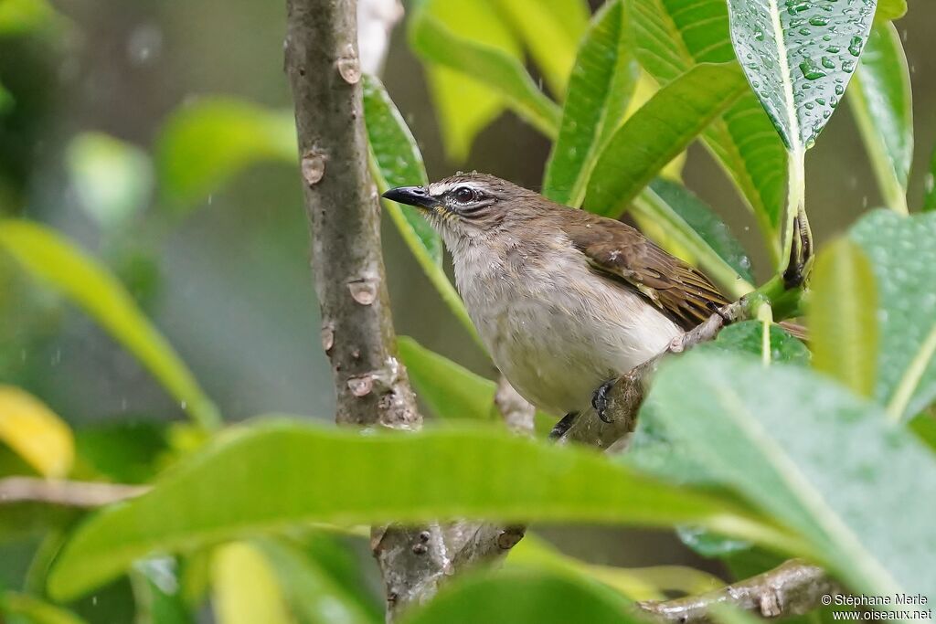 Bulbul à sourcils blancs