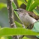 Bulbul à sourcils blancs