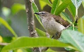 White-browed Bulbul