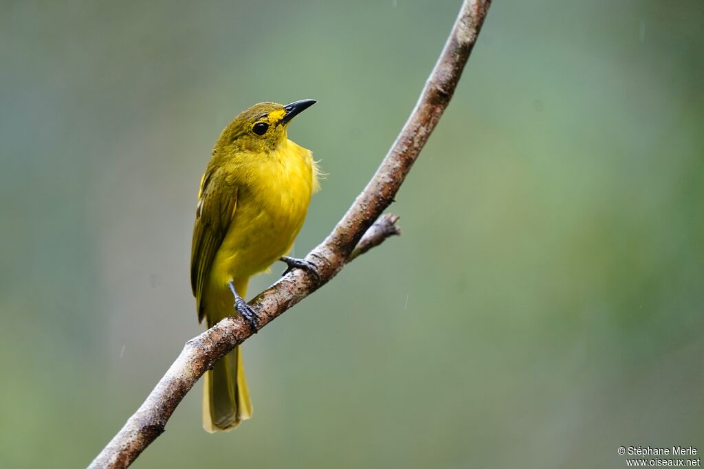 Yellow-browed Bulbuladult