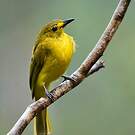 Bulbul à sourcils d'or