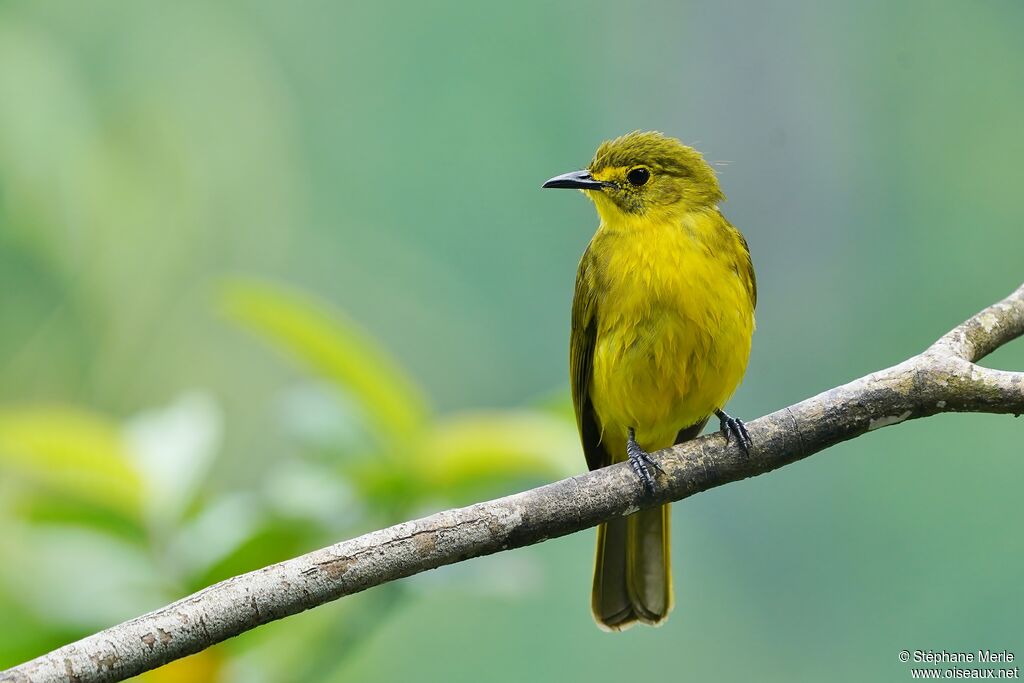 Yellow-browed Bulbuladult