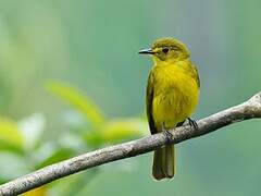 Yellow-browed Bulbul