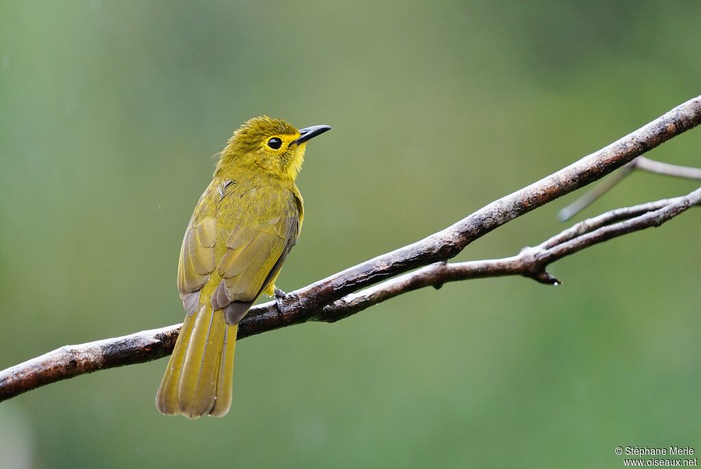 Bulbul à sourcils d'oradulte