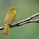 Bulbul à sourcils d'or