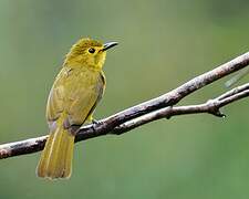 Yellow-browed Bulbul