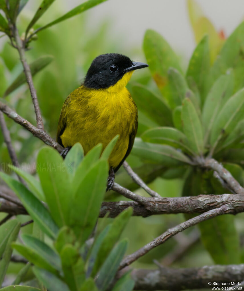 Bulbul à tête noire