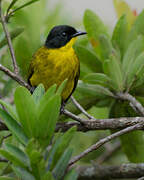 Black-capped Bulbul