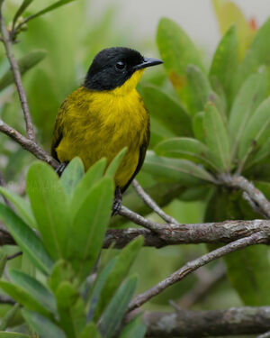 Bulbul à tête noire