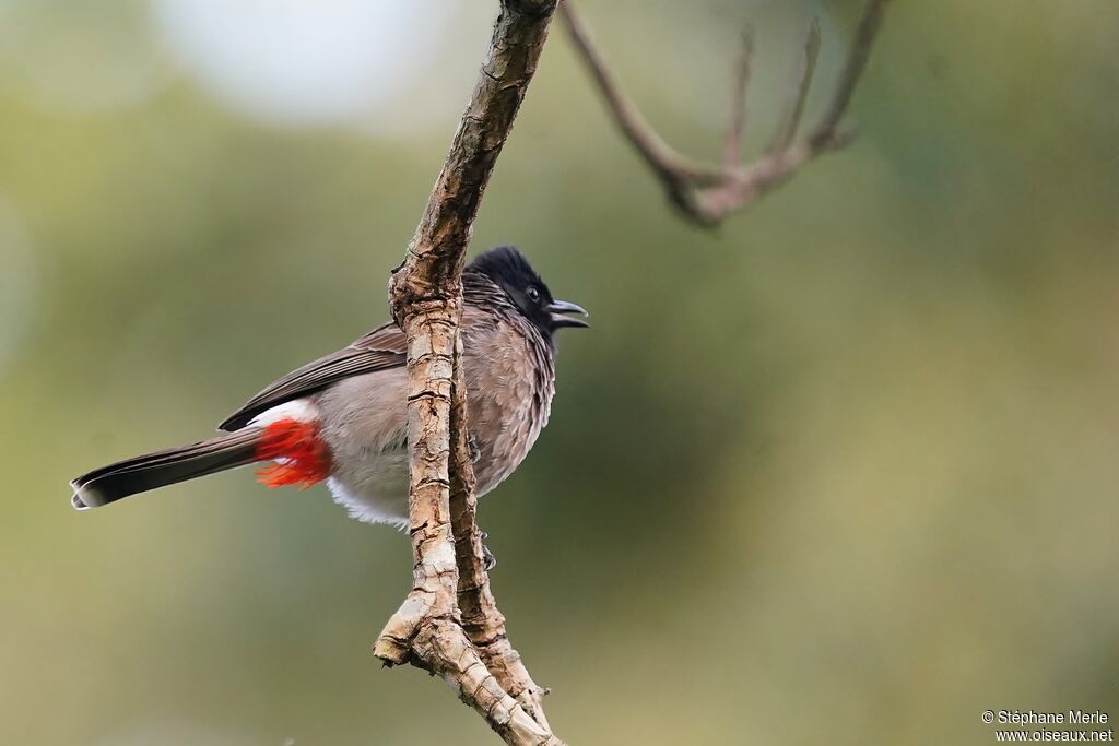 Bulbul à ventre rougeadulte