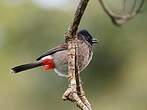 Bulbul à ventre rouge