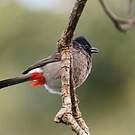 Bulbul à ventre rouge