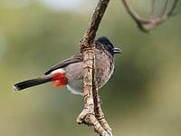 Bulbul à ventre rouge