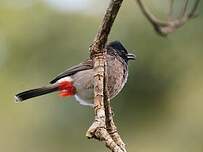 Bulbul à ventre rouge