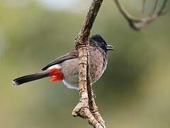 Red-vented Bulbul