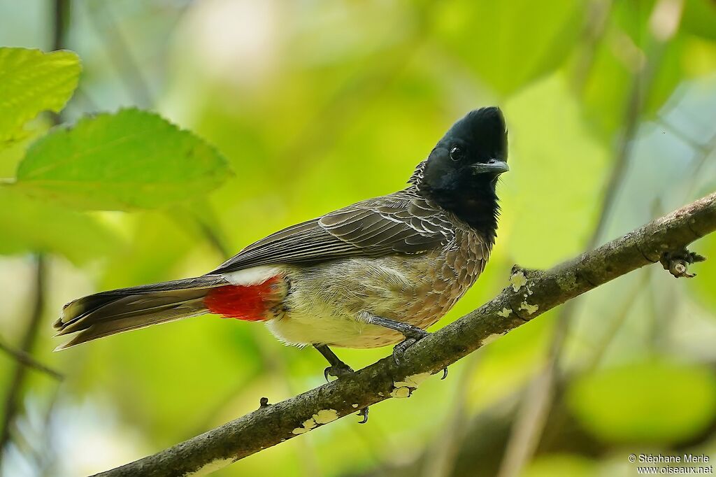 Bulbul à ventre rougeadulte