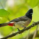 Bulbul à ventre rouge