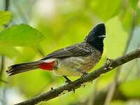 Bulbul à ventre rouge