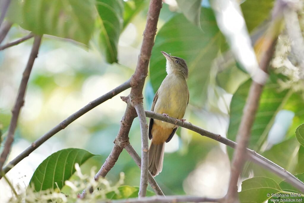 Bulbul aux yeux grisadulte