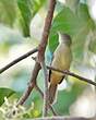 Bulbul aux yeux gris