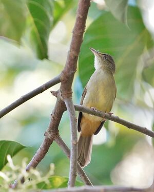 Bulbul aux yeux gris