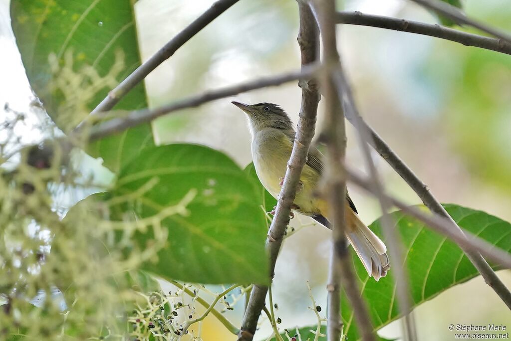 Bulbul aux yeux gris