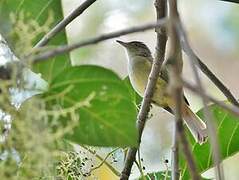 Grey-eyed Bulbul