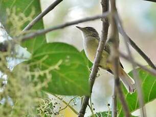 Bulbul aux yeux gris