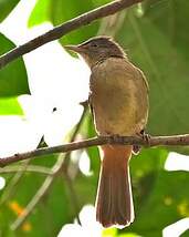 Bulbul aux yeux gris