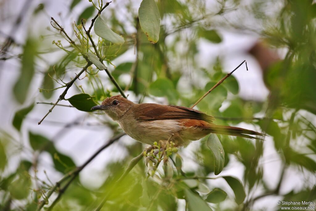 Bulbul brunadulte