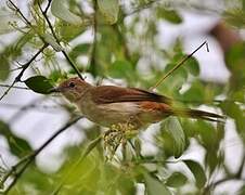 Northern Brownbul