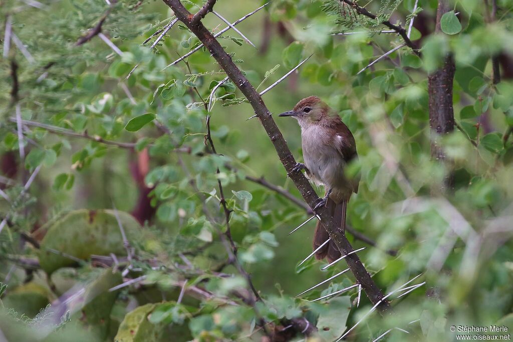 Bulbul brun