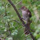 Bulbul brun