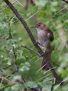 Northern Brownbul